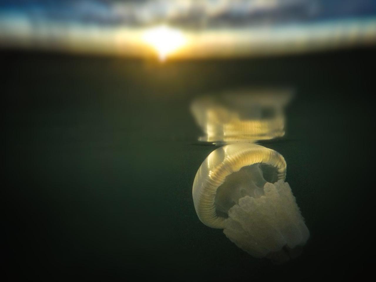 Emayani Beach Lodge Pangani Zewnętrze zdjęcie